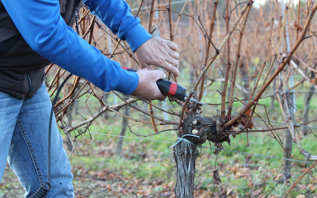 Taille vignes Cahors Cantelauze