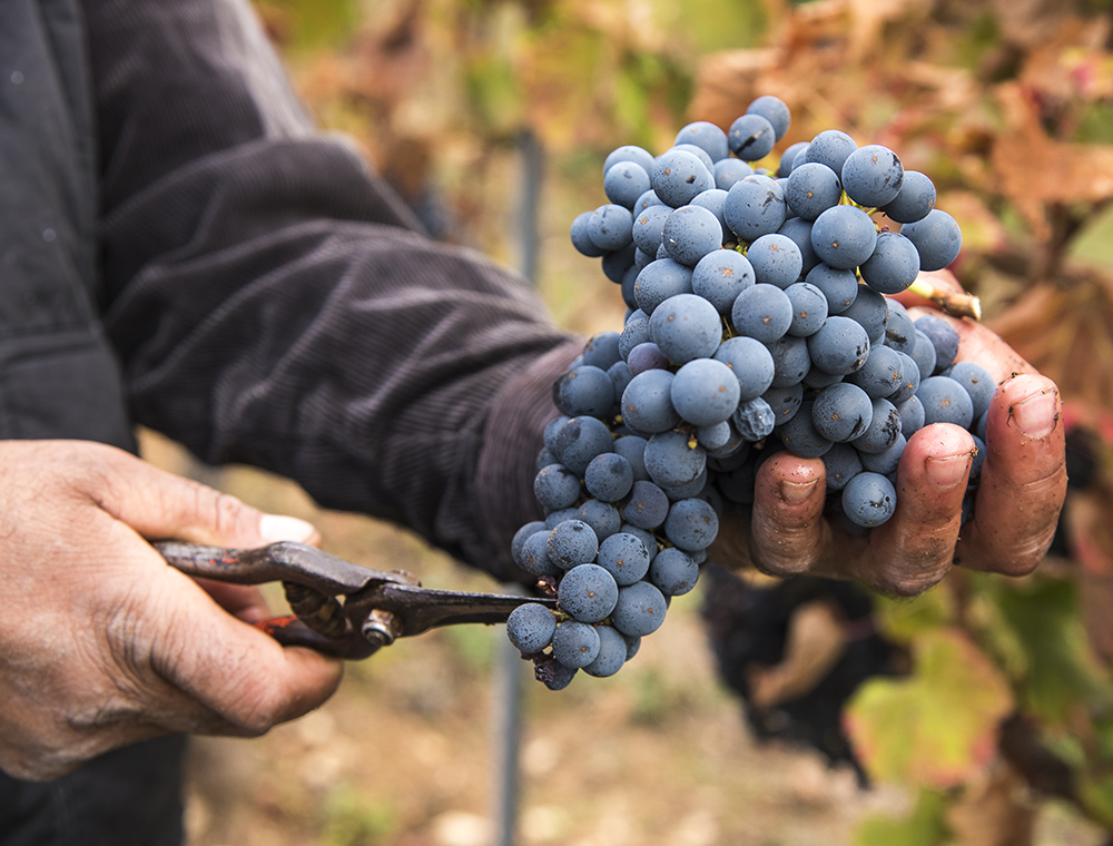 Vendanges 2018